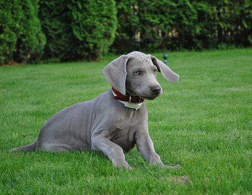 Augustoelegancia Weimaraner Mascotas Saint Daniel