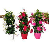 Dipladenia Roja Blanca Y Rosa Enredadera 0,80m Z/ Floresta