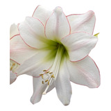 Bulbo Hippeastrum Amarilys Variedad Picotee + Kit De Cultivo