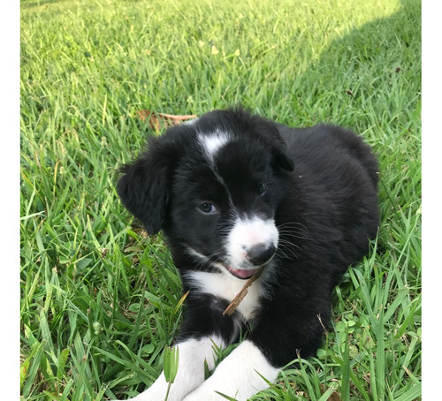 Cachorro Border Collie Pastor Ovejero Inteligentes Y Fieles