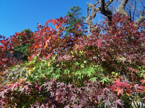 Acer Palmatum - 50cm Alt-arce Japones - Rojo Escarlata Otoño