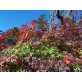 Acer Palmatum - 50cm Alt-arce Japones - Rojo Escarlata Otoño