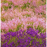 Sementes Lavanda Flor Rosa Lavandula A. Rosea Rara P/ Mudas