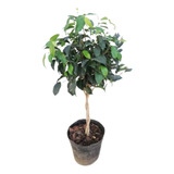 Planta Ficus Trenzado Arbolito Topiario 