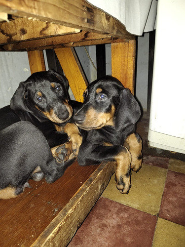 Últimos Dos Cachorros Doberman, 55 Días.