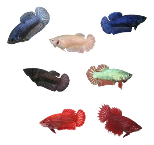 Peixe Betta Fêmea - Kit Com 10 Cores Variadas