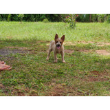 Australian Cattle Dog - Red Heeler - Cães De Trabalho