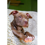 Filhote De American Pit Bull Terrier