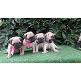  Pug Disponibles Medellin Envios Cali  Bogota Barranquilla 