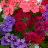 Semillas De Phlox  Mix  Para Bellos Jardines