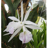 Brassocattleya Y Dendrobium Con Envío 