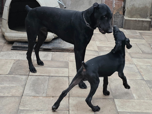 Doberman Cachorro Negro 