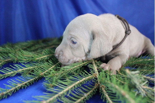 Fastuoso Belleza Weimaraner Mascotas De Lujo