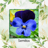 50 Semillas Flor Pensamiento Azul + Obsequio Germinación