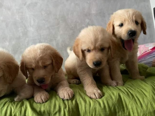 Golden Retriever Cachorros 