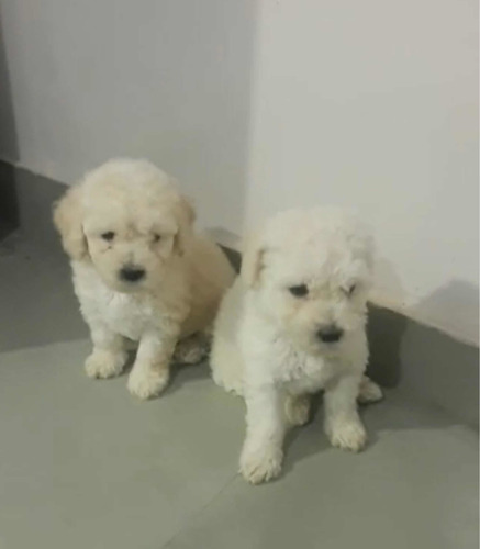 Maravilhosos Poodles Toy Branco Machos E Fêmeas Com Pedigree