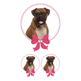 Boxer Sticker 3 Pza Mascota Niña Impresion Alta Calidad