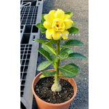 Adenium Rosa Del Desierto Amarillo