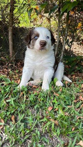 Cachorra Border Collie Chocolate Animal Pets Colombia 