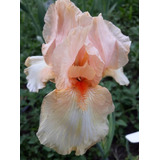 1 Rizoma De Lirios Barbados O Iris Germanica Deep Of Field