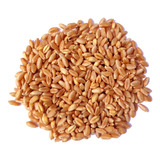 Semillas Para  Wheat Grass- Trigo Dulce 25 Kg Organico Usda