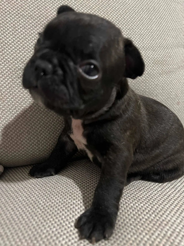 Mascota | MercadoLibre