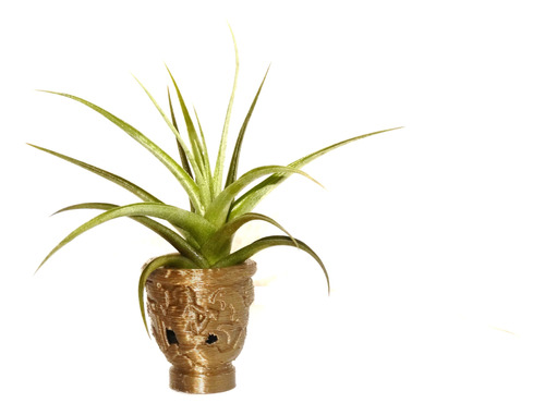 Clavel Del Aire Tillandsia Aeranthos Exclusiva Planta Viva