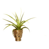 Clavel Del Aire Tillandsia Aeranthos Exclusiva Planta Viva