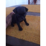 Vendo Hermosos Cachorros Pug Negros Y Arenas 