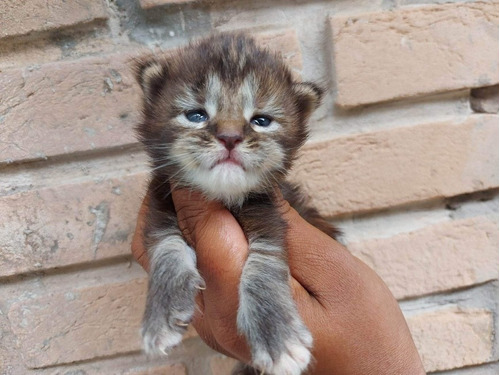 Filhote Maine Coon Fêmea -  Cor Brown Tortie