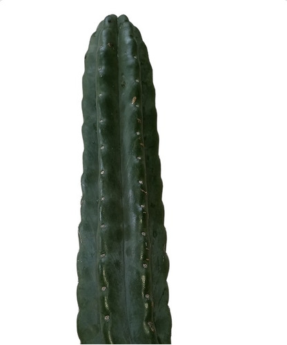 Cactus Echinopsis Pachanoi/ San Pedro 