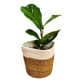 Ficus Pandurata En Maceta Premium Y Porta Maceta De Yute