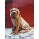 Sharpei Americano 