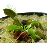 Planta Carnívora Dionaea 