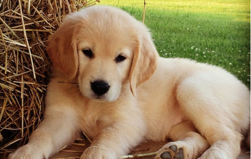 Elegante Golden Retriever Ciencia Macho Lidia Sico