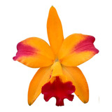 Orquidea Lc Tropical Trick ( Adulta )