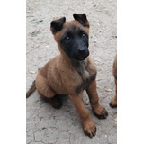 Cachorra Malinois