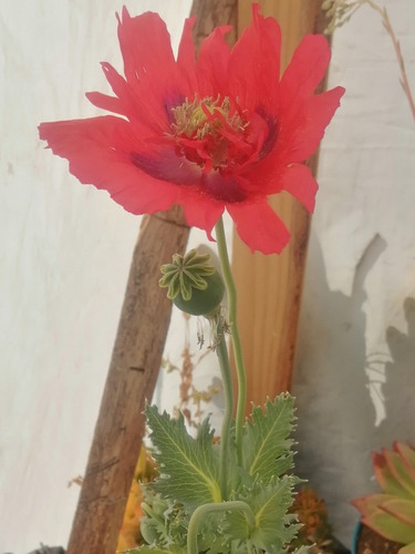 Semilla De Amapola, 150 Semillas, Flor Roja 