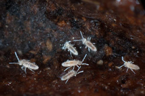 Colembolos De Tierra 100 Unidades Terrario Y Plantas