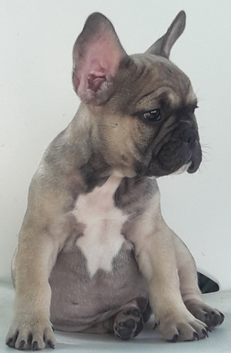 Cachorro Bulldog Francés