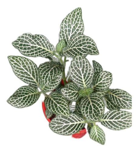 Planta Fittonia Verde