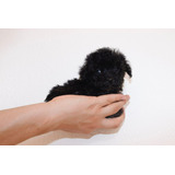 Lindos Cachorritos French Poodle Negro Super Minis
