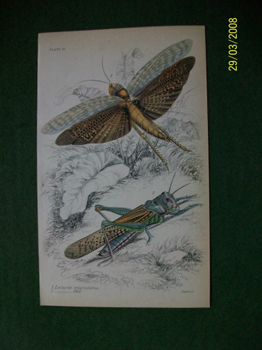 Insecto Mariposa  Locusta  Grabado Coloreado A Mano De 1833