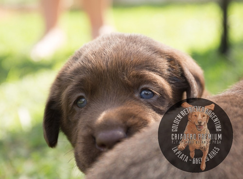 Cachorros Labrador Chocolate, Machos Y Hembras, Garant