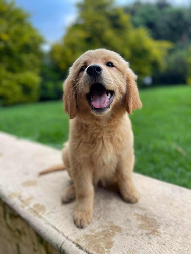 Cachorritos Golden Retriever