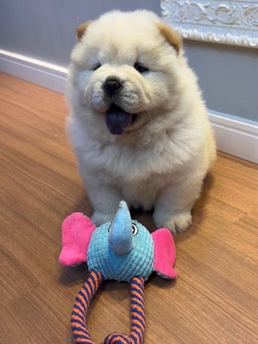 Cachorritos Chow Chow Hembra Y Macho