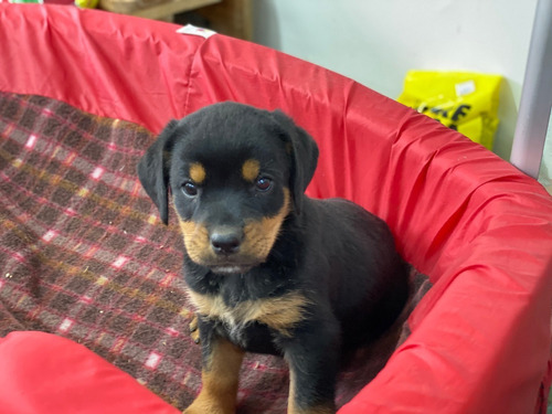 Criadero De Rotweiler Mascotas Rionegro Medellin Bogota