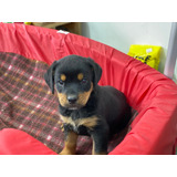 Criadero De Rotweiler Mascotas Rionegro Medellin Bogota