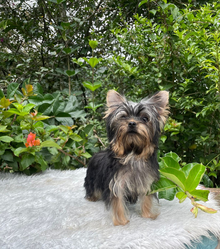 Cachorra Yorkshire Terrier 