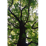 Encino / Quercus Robur / Árbol Ornamental